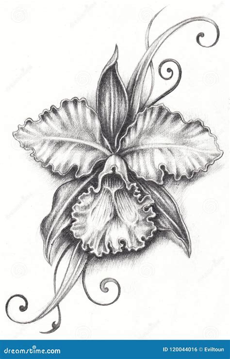 Tattoo Cattleya Flower Drawing