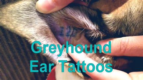 Tattoo In Dogs Ear
