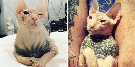 80+ Best Cat Tattoo Designs & Meanings Spiritual Luck (2019)