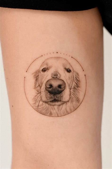 Tattooed Golden Retriever