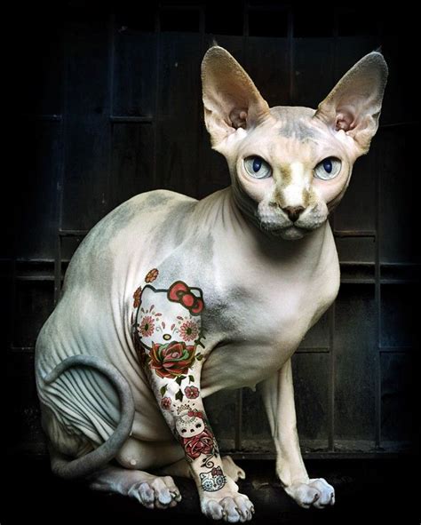 sphynx cat tattoo Sphynx cat tattoo, Hairless cat, Cat