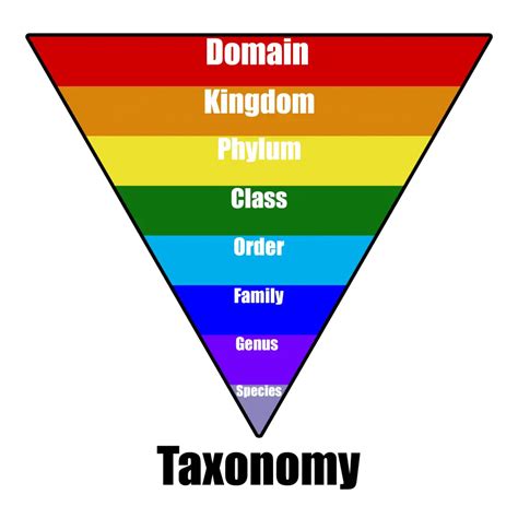 Taxonomy Page Template