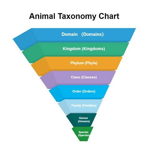 Taxonomy Chart Of Animals