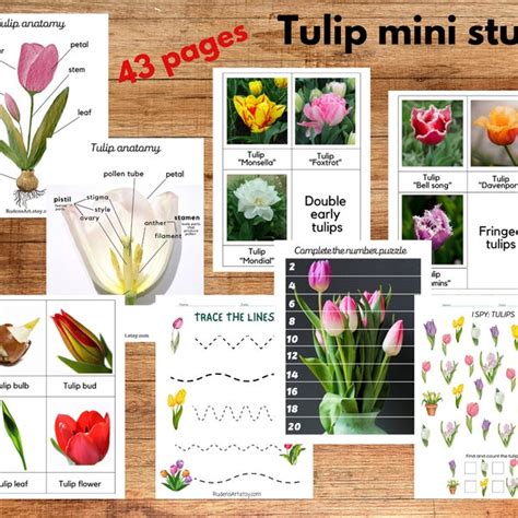 Taxonomy Of A Tulip