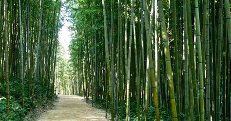 Tay Ninh Countryside