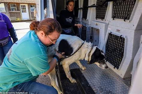 Adopt a Furry Friend: Taylor County KY Animal Shelter - Giving Homeless Animals a Second Chance