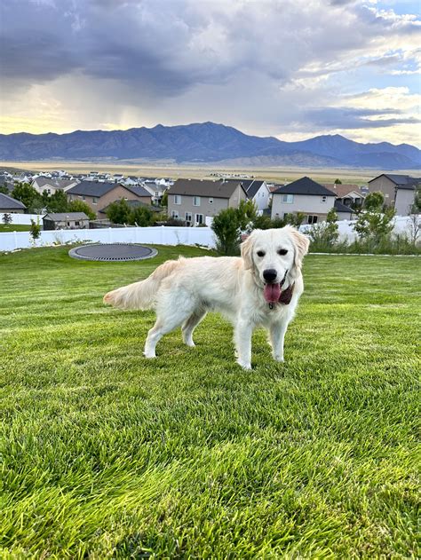 Taylormade Miniature Golden Retriever