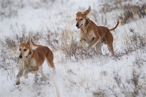 Tazy Speedy Dog of the Steppes in a Race Against Extinction National