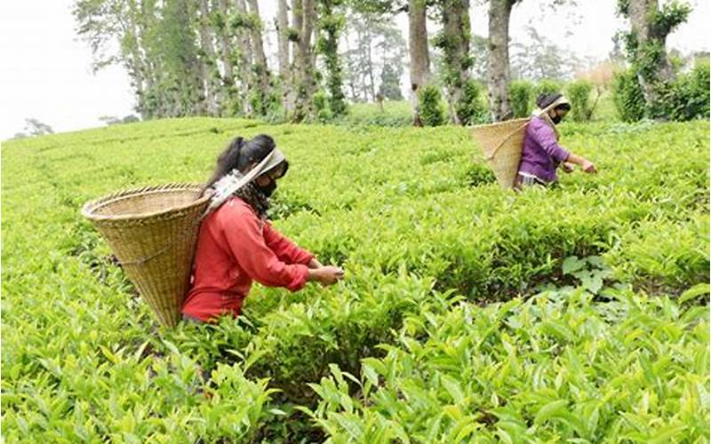 Tea Garden Tourism