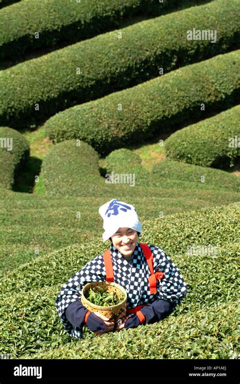 Tea Picking Uji