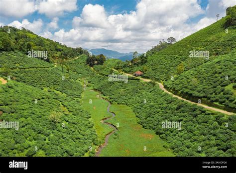 Tea Plantations View
