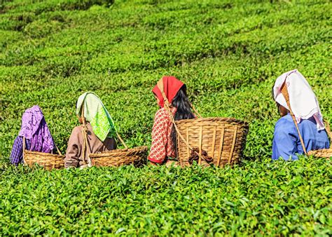 Tea plantations near Blue Cabins By Pfordten Cottage Hotel