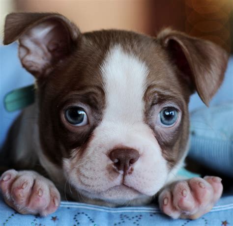 Teacup Boston Terrier Puppies For Sale Near Me