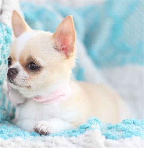Teacup Chihuahua Adults For Sale - The Perfect Companion For Small
Spaces
