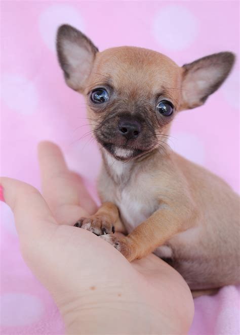 Teacup Chihuahua For Sale Under 500 Near Me Cute Puppies for Me