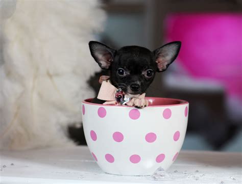 Teacup Chihuahua Size Comparison