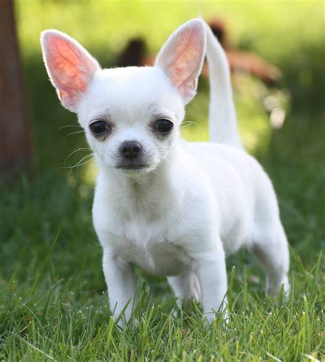 Teacup Different Types Of Chihuahuas