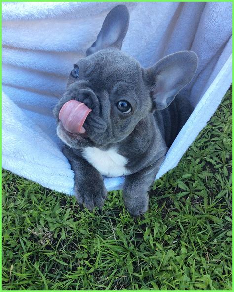 Teacup French Bulldog Colorado: The Perfect Companion For Your Home