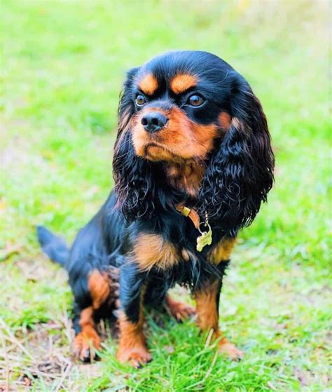 Teacup King Charles Spaniel Cost: Everything You Need To Know
