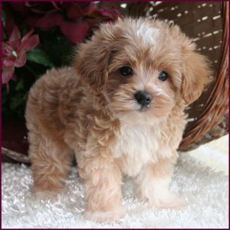 Teacup Maltese Brown And White