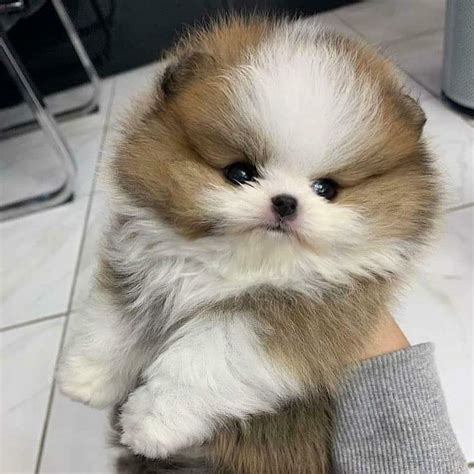 Teacup Pomeranian Dog Price In Philippines