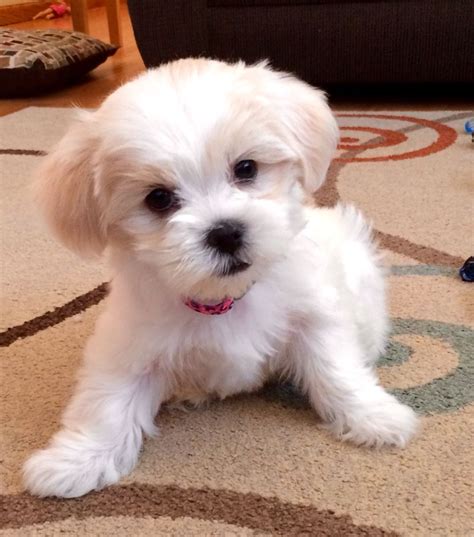 Stud Dog White shih tzu looking to breed with TeaCup Pom or Maltese