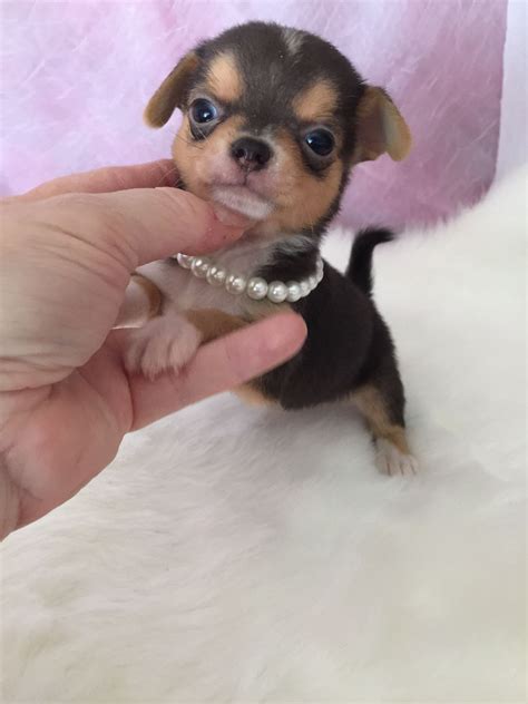 The sweetest teacup chihuahua puppies for sale in Abbeville,