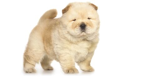 Impossibly Fluffy Chow Chow Pup Looks Like an Adorable Teddy Bear Come