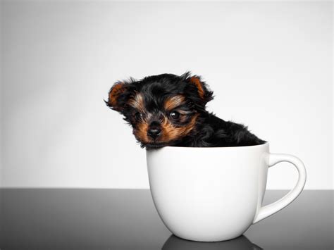 88+ Teacup Cutest Small Dogs l2sanpiero