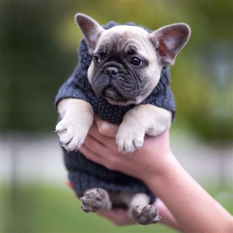 Teacup French Bulldog Full Size: Everything You Need To Know