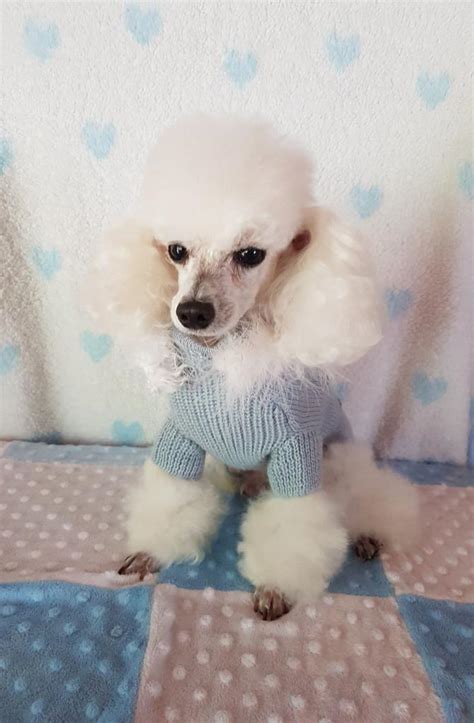 Teacup Pudel Züchter Deutschland