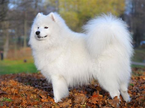Pin on { SAMOYEDS }