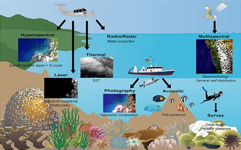 Technological Development on Reef Chain