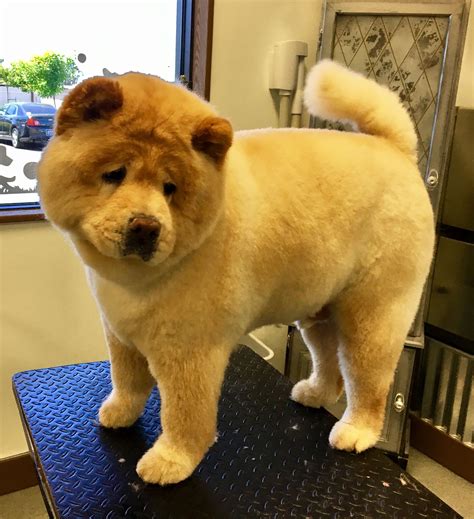 Teddy Bear Chow Chow Grooming Styles