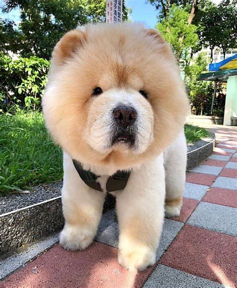 Teddy Bear Chow Chow Puppy: The Fluffy And Loyal Companion You Need In
2023