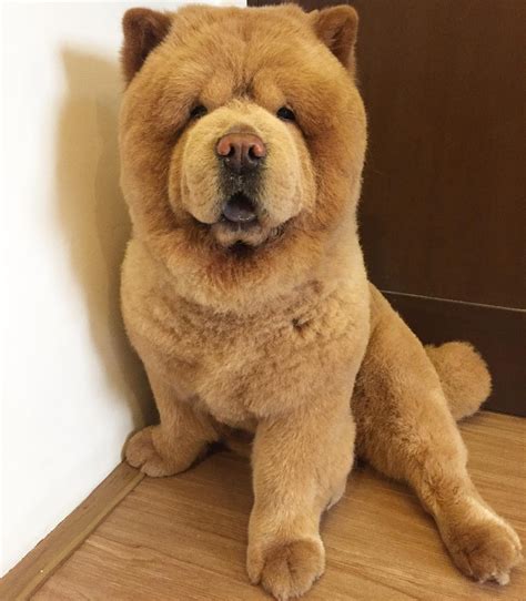 Impossibly Fluffy Chow Chow Pup Looks Like an Adorable Teddy Bear Come