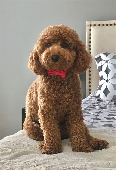 Teddy Bear Cut Pudel: The Adorable And Cuddly Poodle