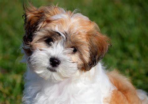 Teddy Bear Dog Breeds The Pups That Look Like Cuddly Toys!