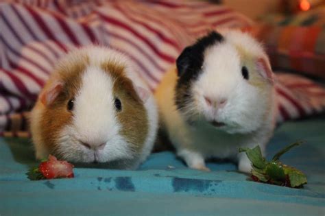 Teddy For Sale Guinea Pigs Breed Information Omlet
