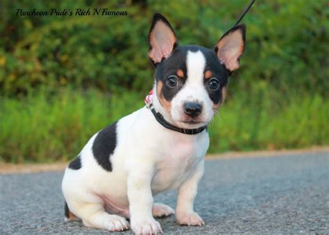 Teddy Roosevelt Terrier Breed Guide Learn about the Teddy Roosevelt