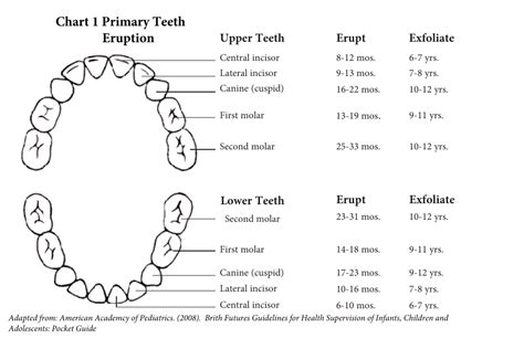 Teeth Eruption Chart Primary