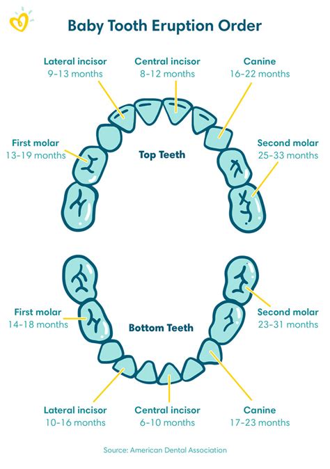Teeth Order Chart