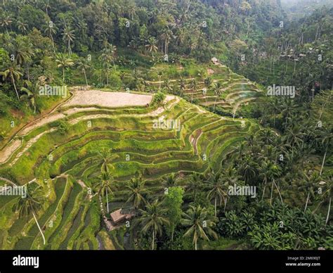 Tegallalang Rice Terraces View