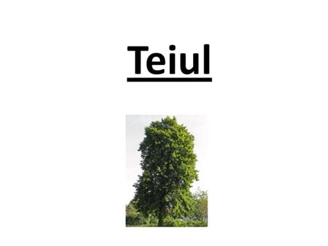 Teiul Infloreste In Luna