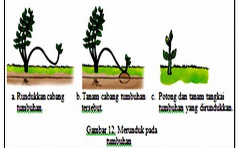 Teknik Budidaya Merunduk