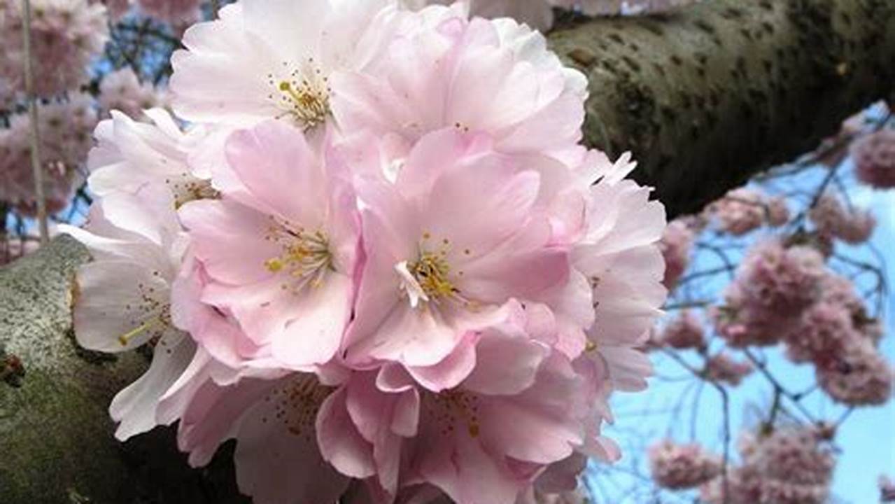 Rahasia Sukses Semai Bunga Sakura dari Biji untuk Taman Cantik