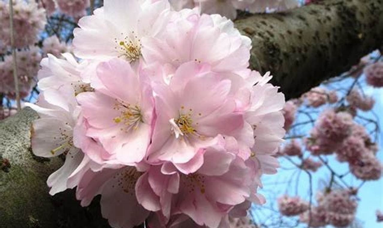 Rahasia Sukses Semai Bunga Sakura dari Biji untuk Taman Cantik
