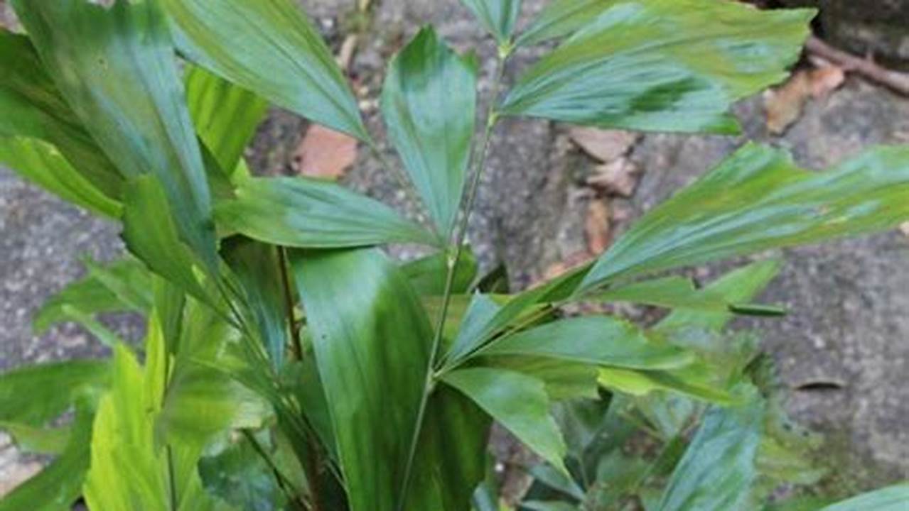 Rahasia Penyiraman Bunga Fishtail untuk Pertumbuhan Optimal