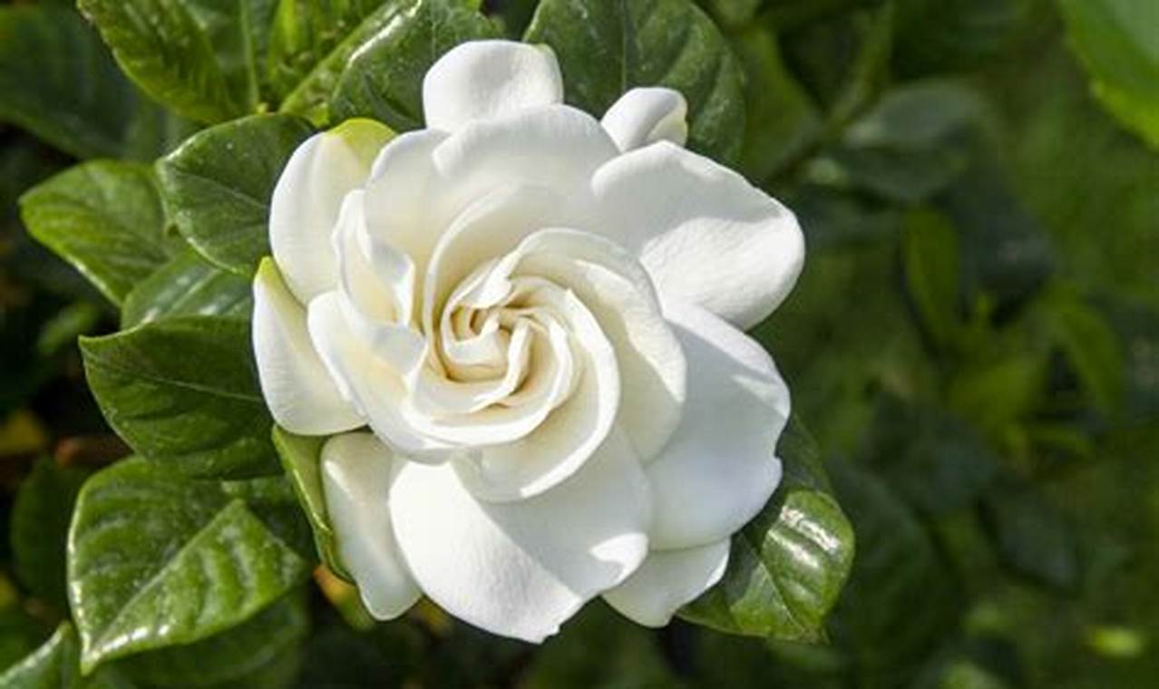 Rahasia Menyiram Gardenia Terungkap: Temukan Teknik yang Bikin Tanamanmu Subur dan Berbunga Lebat!