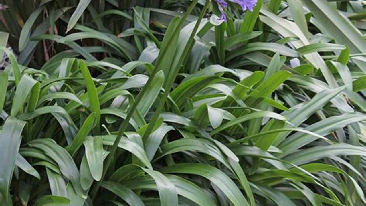 Teknik Pemangkasan Agapanthus: Rahasia Bunga Indah dan Sehat